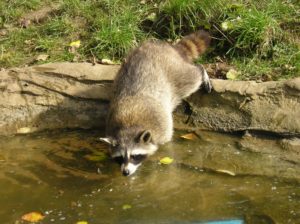  Ricky the Raccoon finds a stream